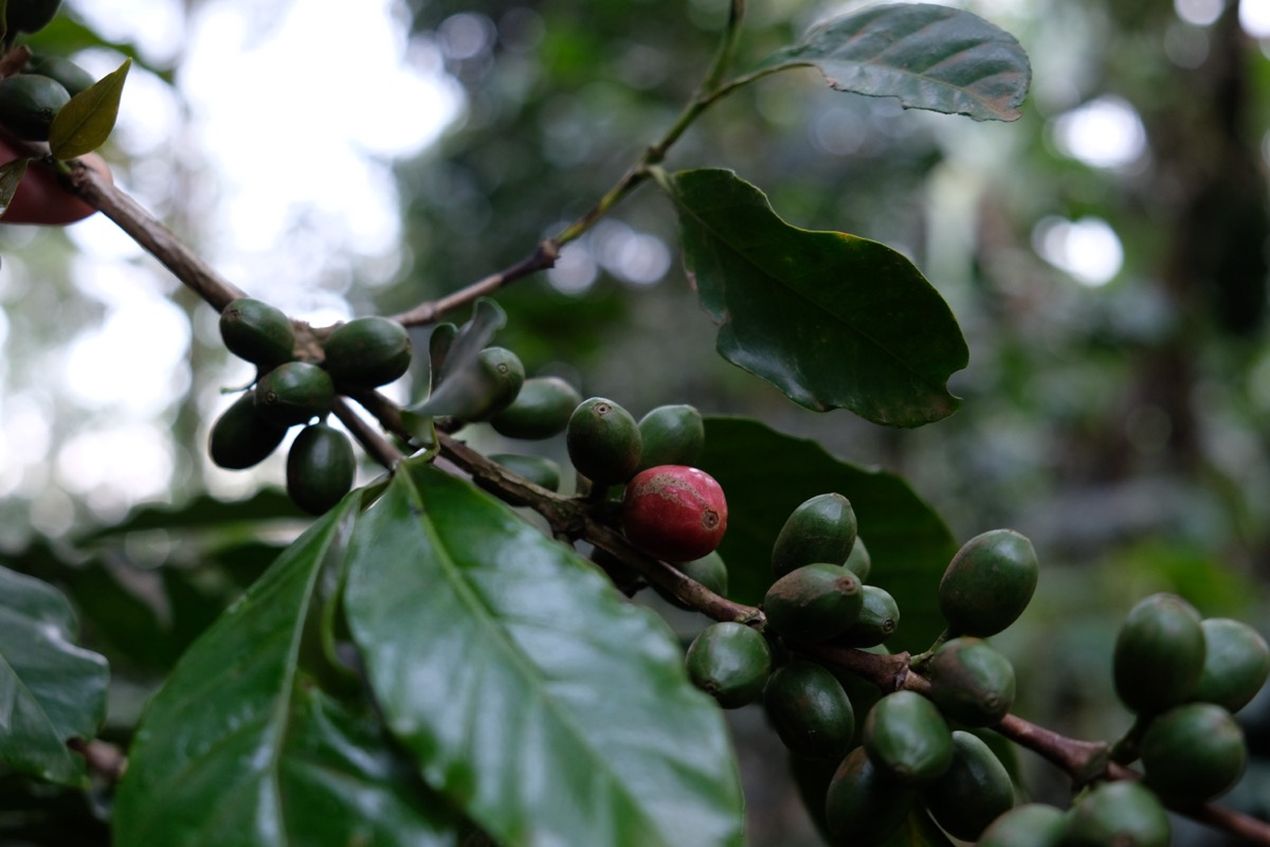 Close-up of a coffee branch with green leaves and both green and ripe red coffee cherries set against a blurred background.