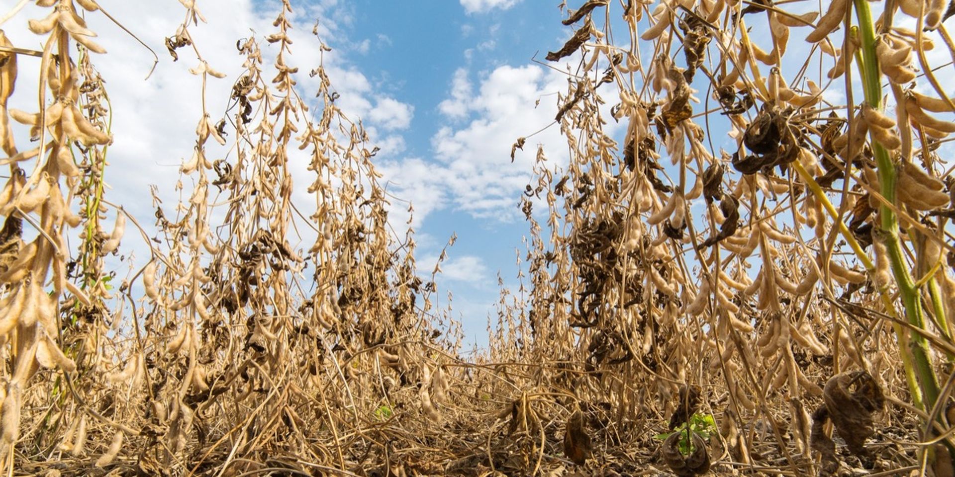 Close-up of a dry soybean field with brown pods under a blue sky with scattered clouds.