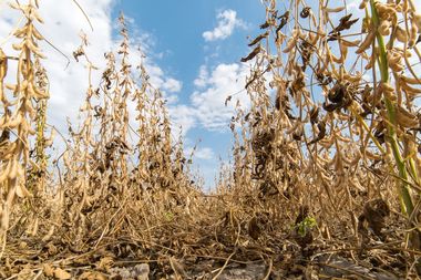 Close-up of a dry soybean field with brown pods under a blue sky with scattered clouds.