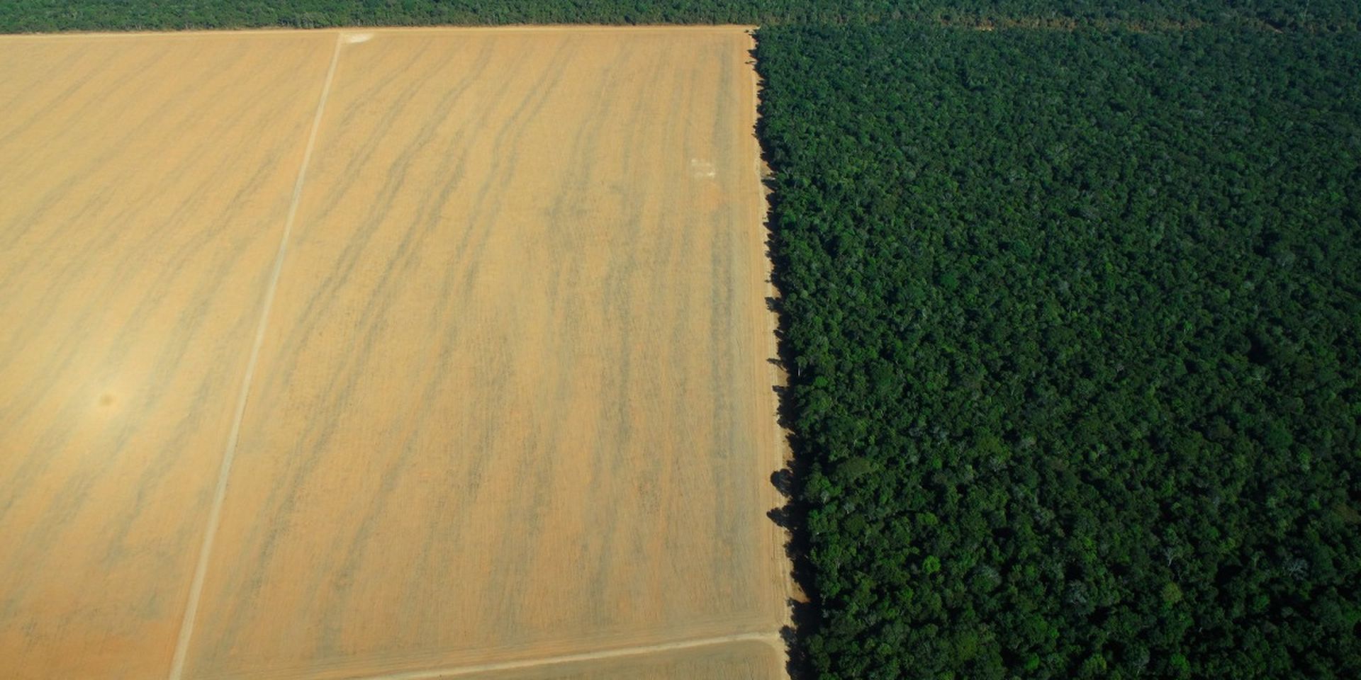 deforestation