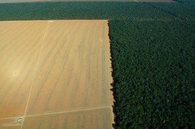 deforestation