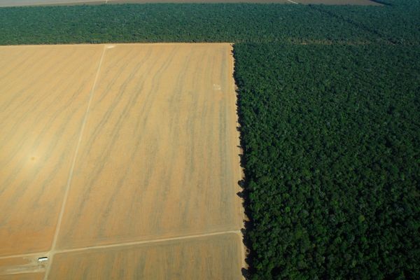 deforestation