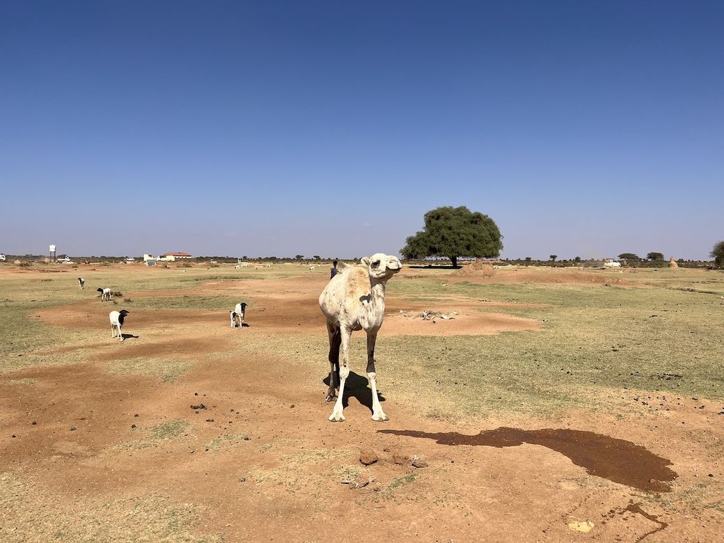 Kameel Somaliland