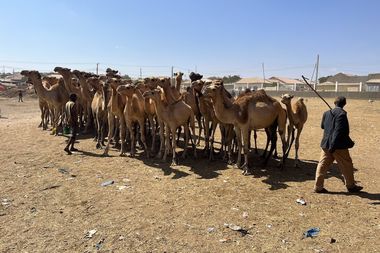 Kamelenmarkt Somaliland
