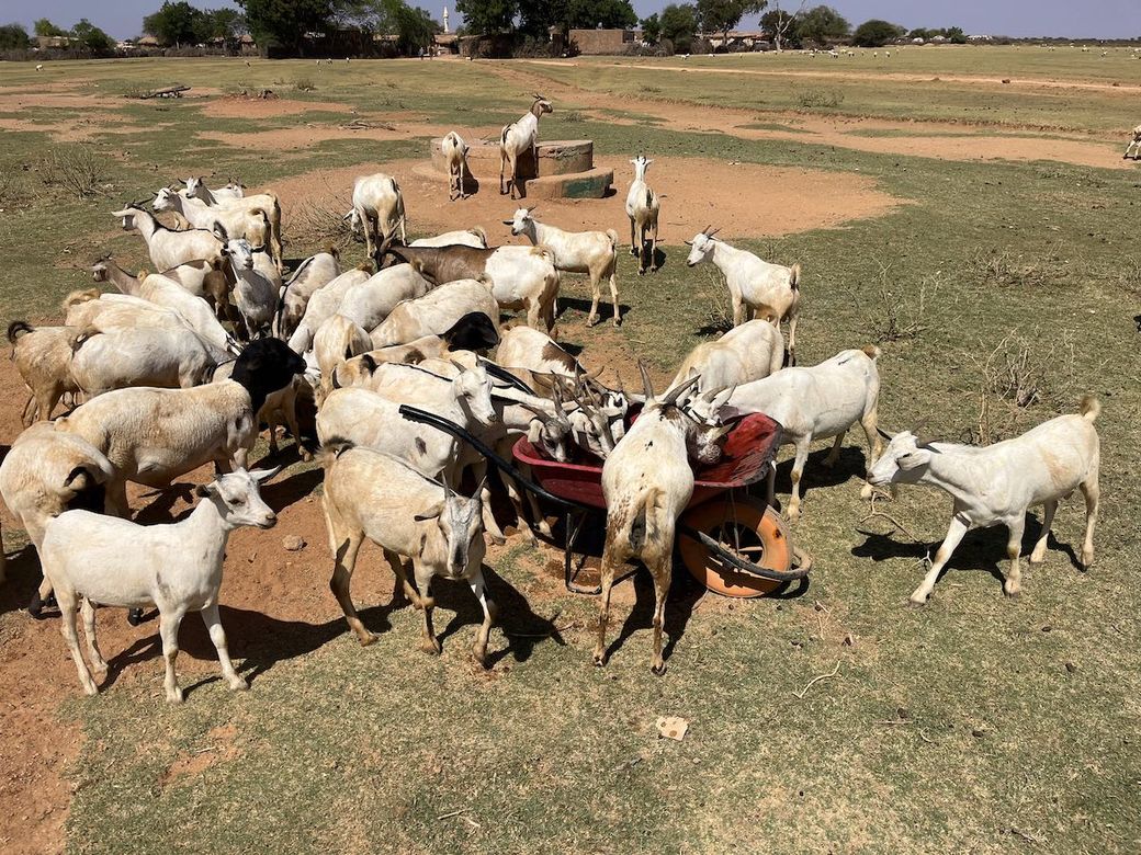 Geiten Somaliland