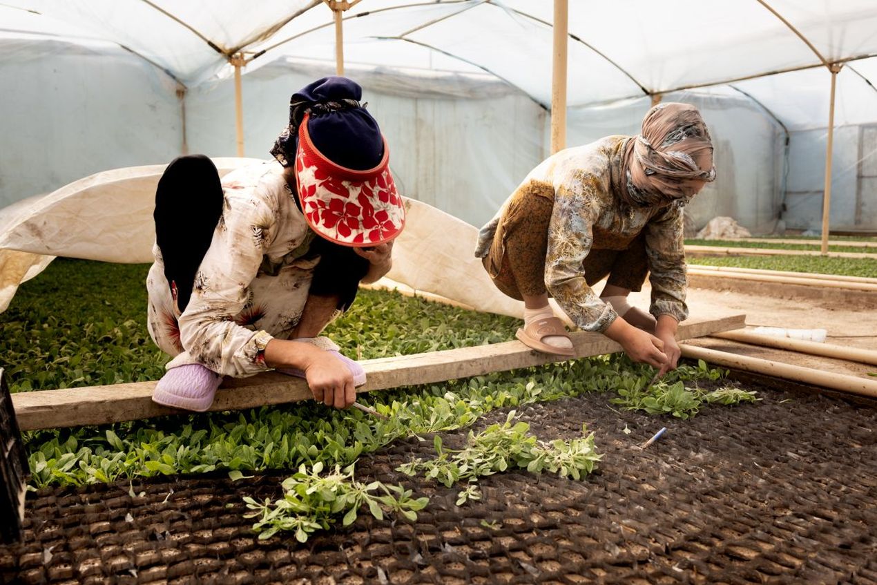 Twee vrouwen in Oezbekistan werken met zaailingen op een plantage.