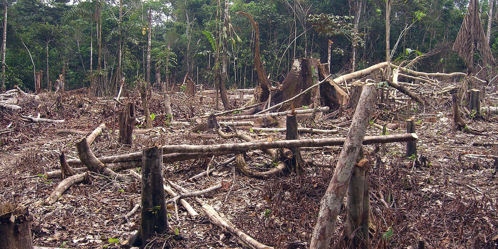 Amazon_slash_and_burn_agriculture_Colombia_South_America
