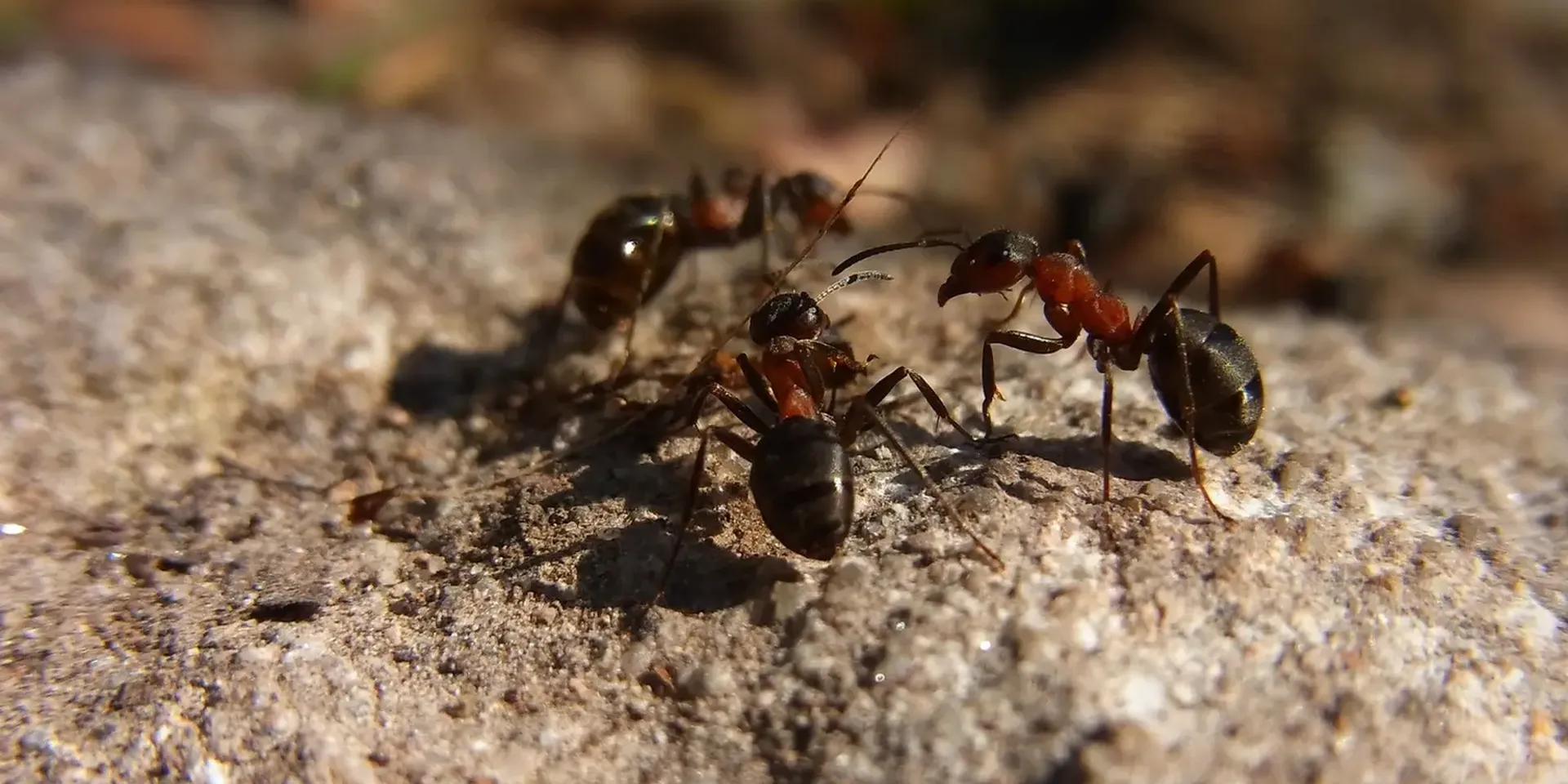 enkele mieren op een steen