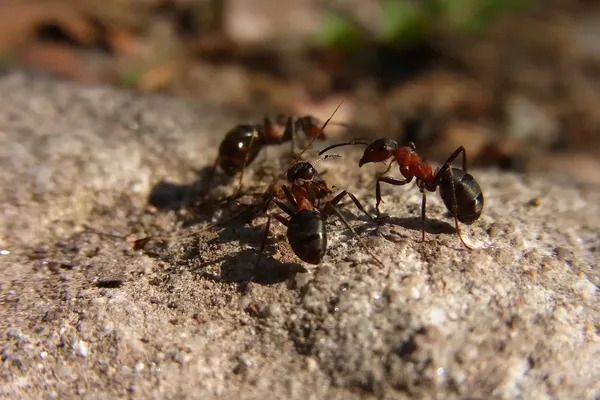 enkele mieren op een steen