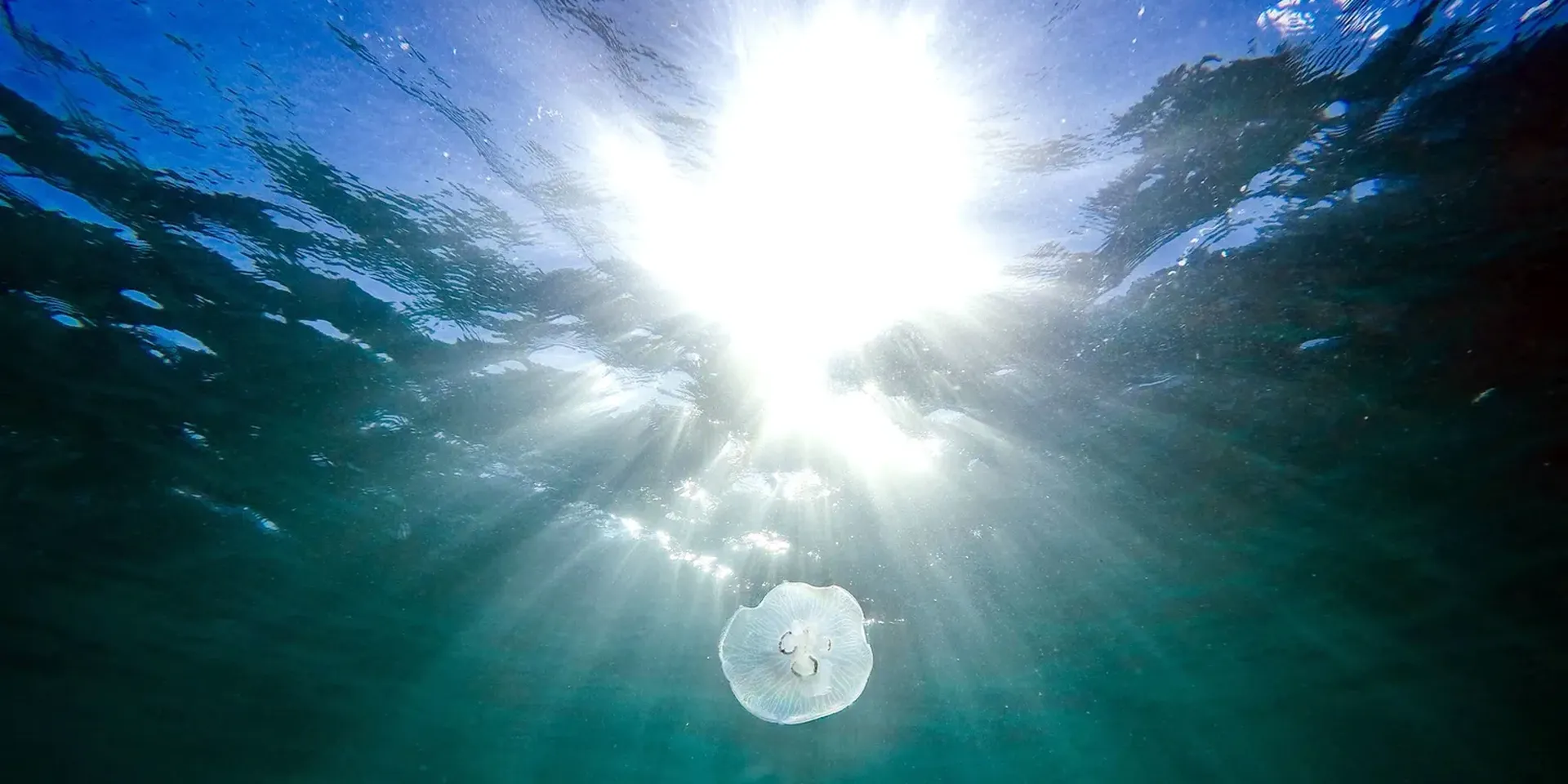 Een kwal in de oceaan, boven het wateroppervlak is het licht van de zon zichtbaar