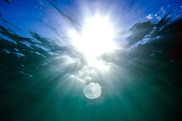 Een kwal in de oceaan, boven het wateroppervlak is het licht van de zon zichtbaar