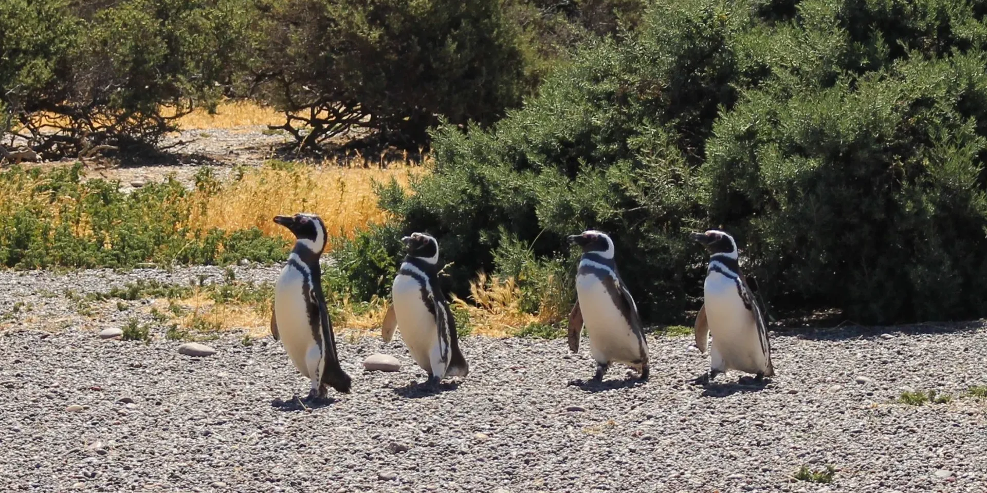 Magelhaen pinguïns op een schiereiland in het zuiden van Argentinië