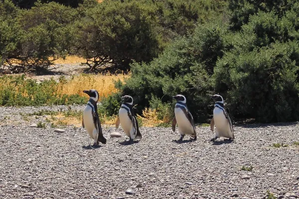 Magelhaen pinguïns op een schiereiland in het zuiden van Argentinië