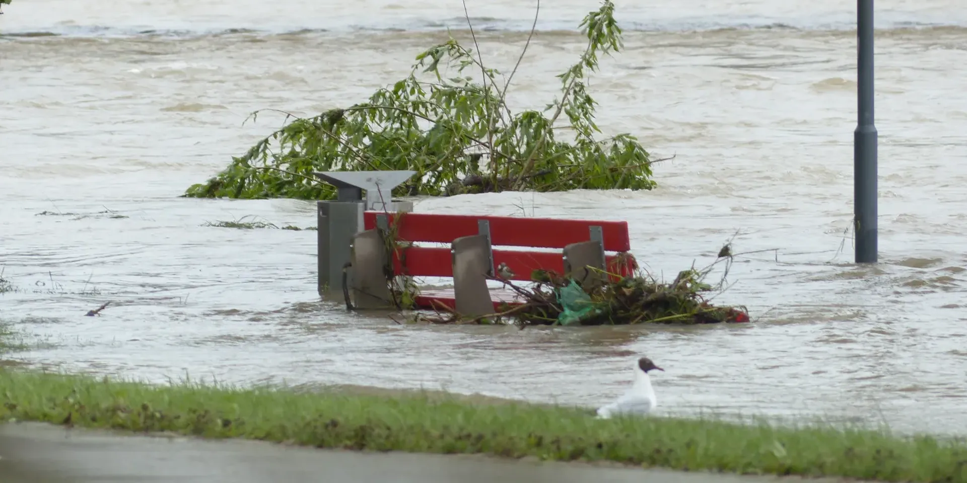 Een bank staat in het water van een rivier die buiten haar oevers is getreden. Op de voorgrond staat een koksmeeuw