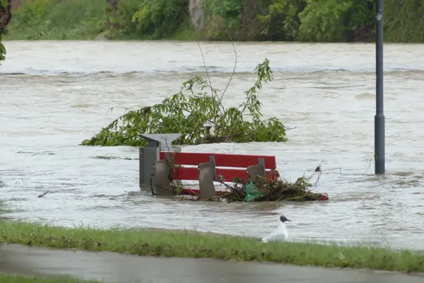Een bank staat in het water van een rivier die buiten haar oevers is getreden. Op de voorgrond staat een koksmeeuw