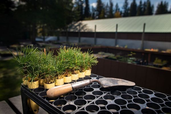een reeks potjes met scheuten van dennebomen, klaar om te planten