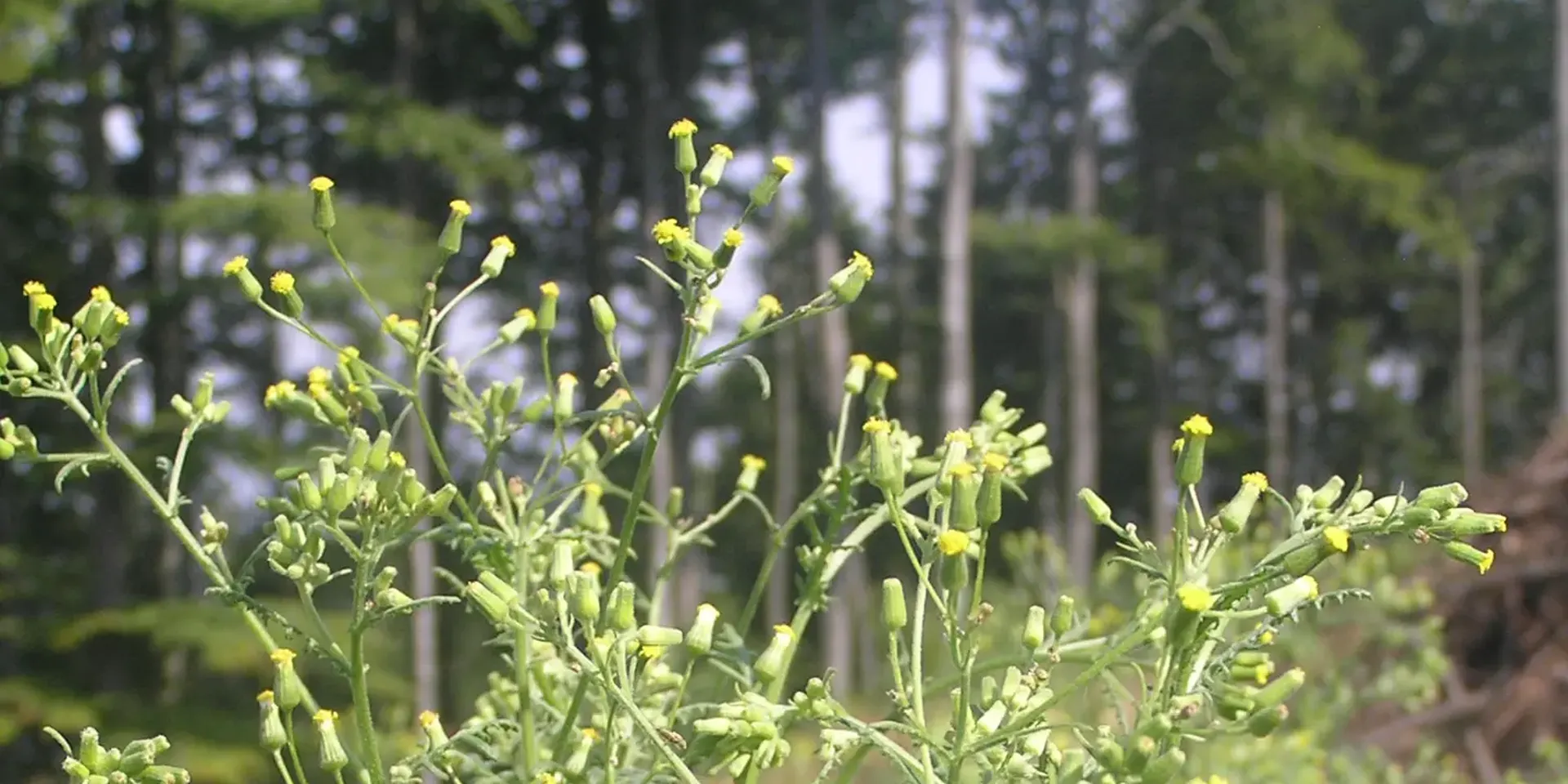 close up van kleefkruid, een potentiële bedreiging voor Spitsbergen