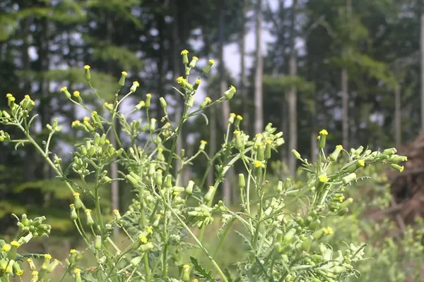 close up van kleefkruid, een potentiële bedreiging voor Spitsbergen