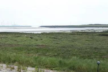 beeld van een oever van de Westerschelde met op de voorgrond gras, schorren en sllkken