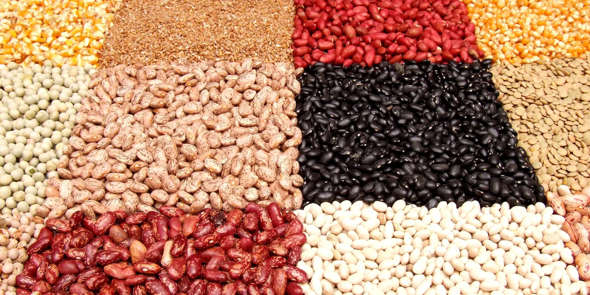 Bonen van verschillende kleuren