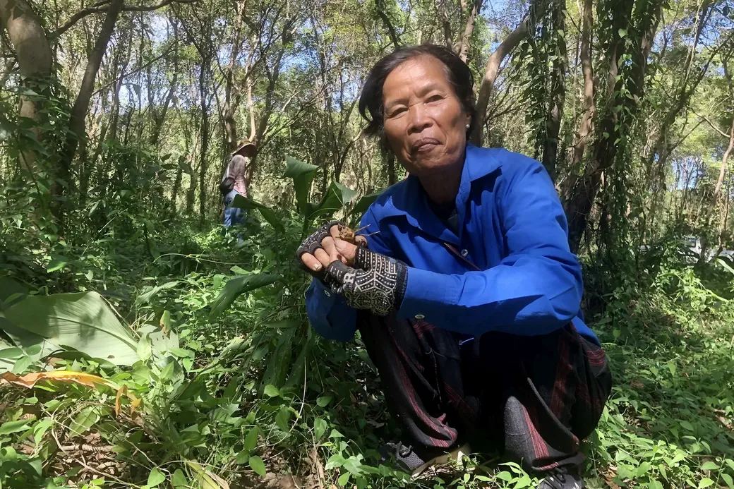 beeld van een Cambodjaanse boerin in een bos waar ze geelwortel kweekt