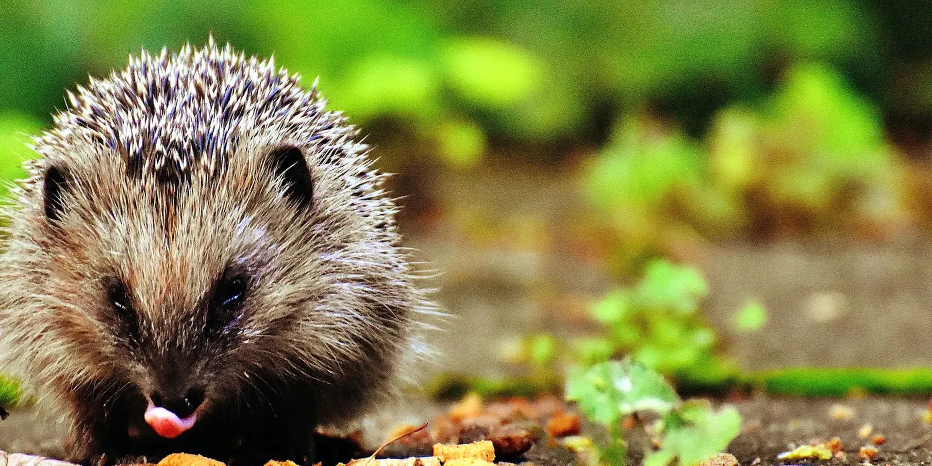 Een etende egel