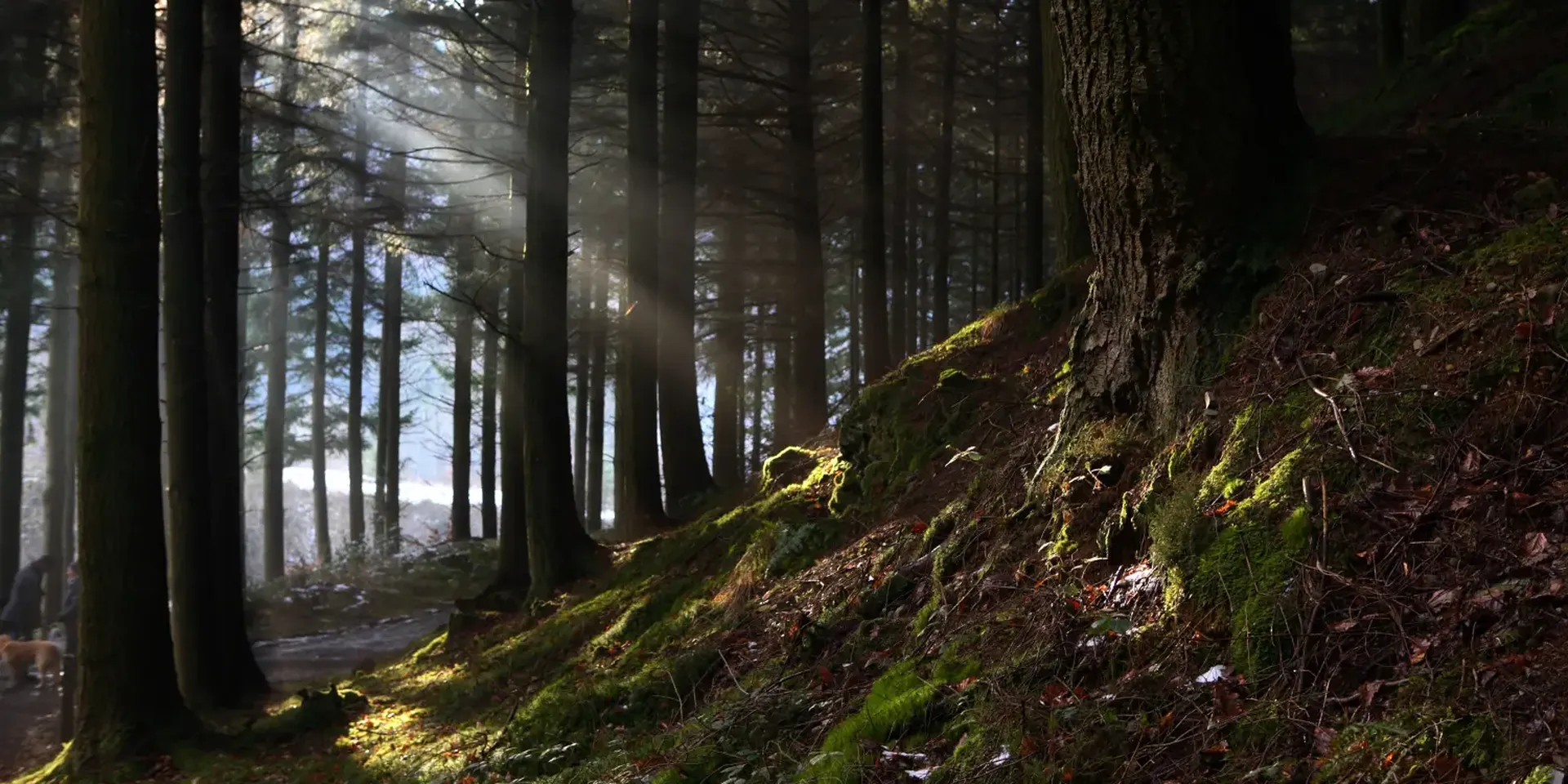 zonnestralen in een bos