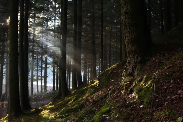 zonnestralen in een bos