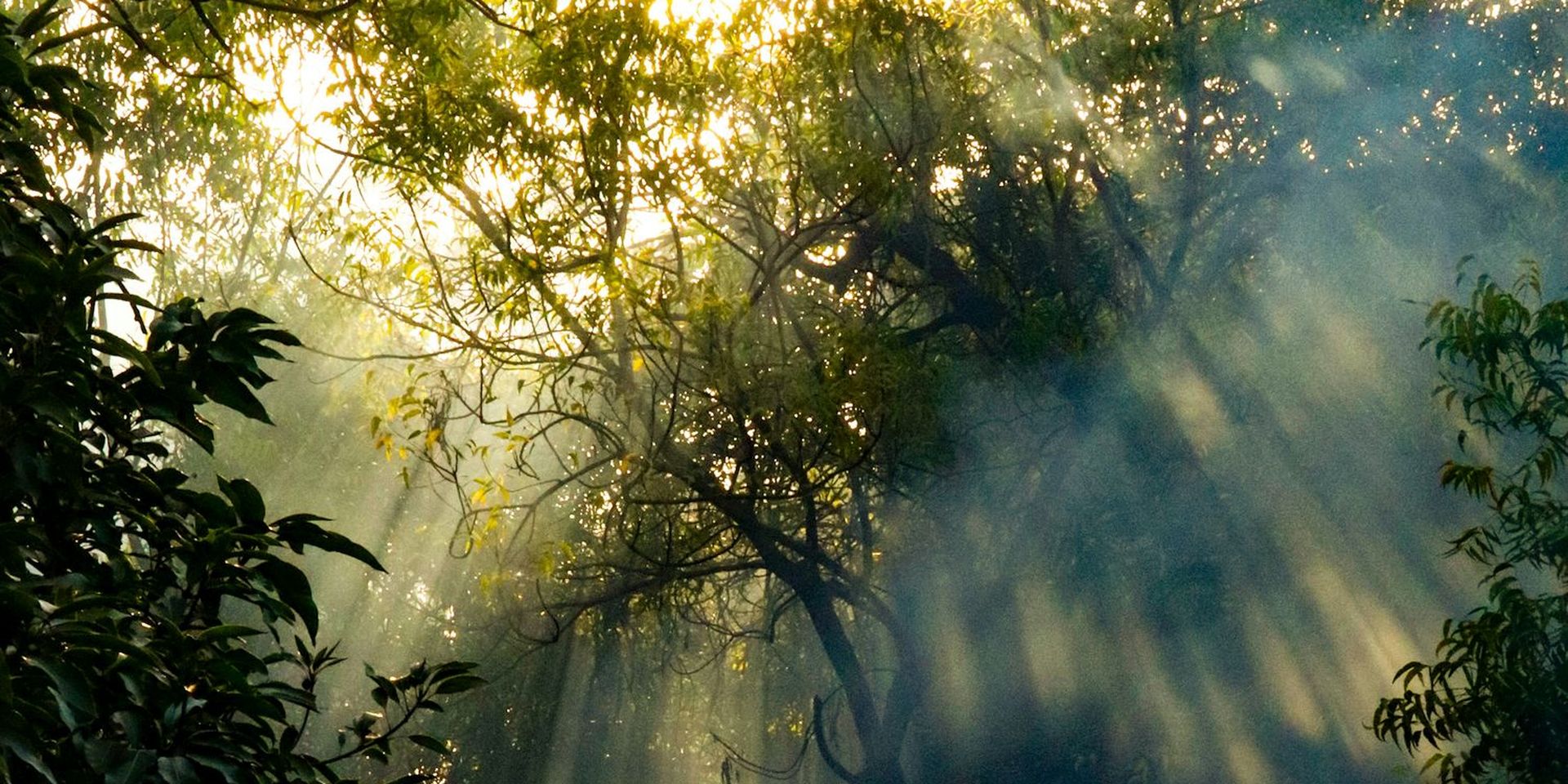 beeld van zonnestralen die door het bladerdek van het amazoneregenwoud schijnen