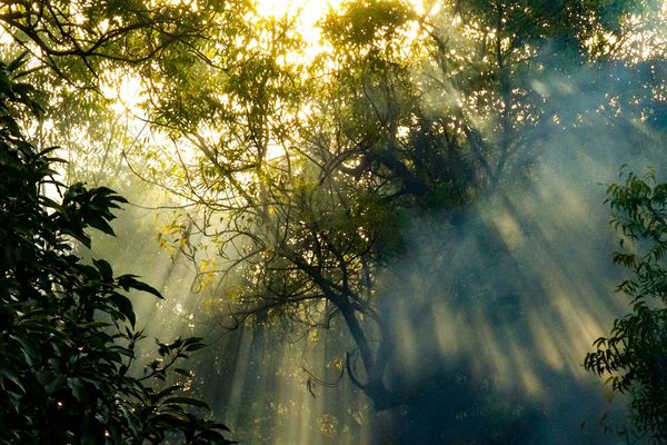 beeld van zonnestralen die door het bladerdek van het amazoneregenwoud schijnen