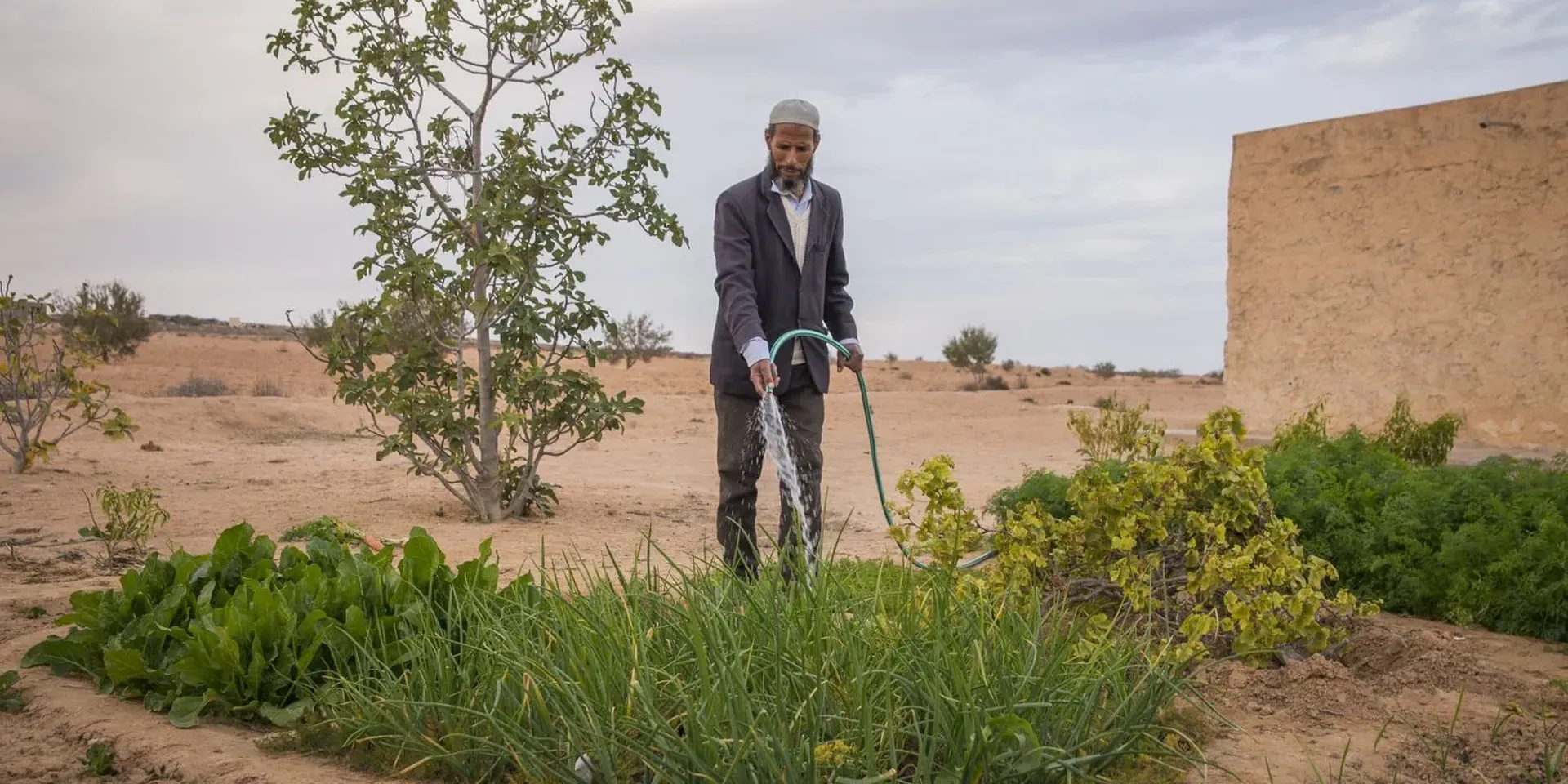 Een boer in Tunesië bewatert een klein groentenveld