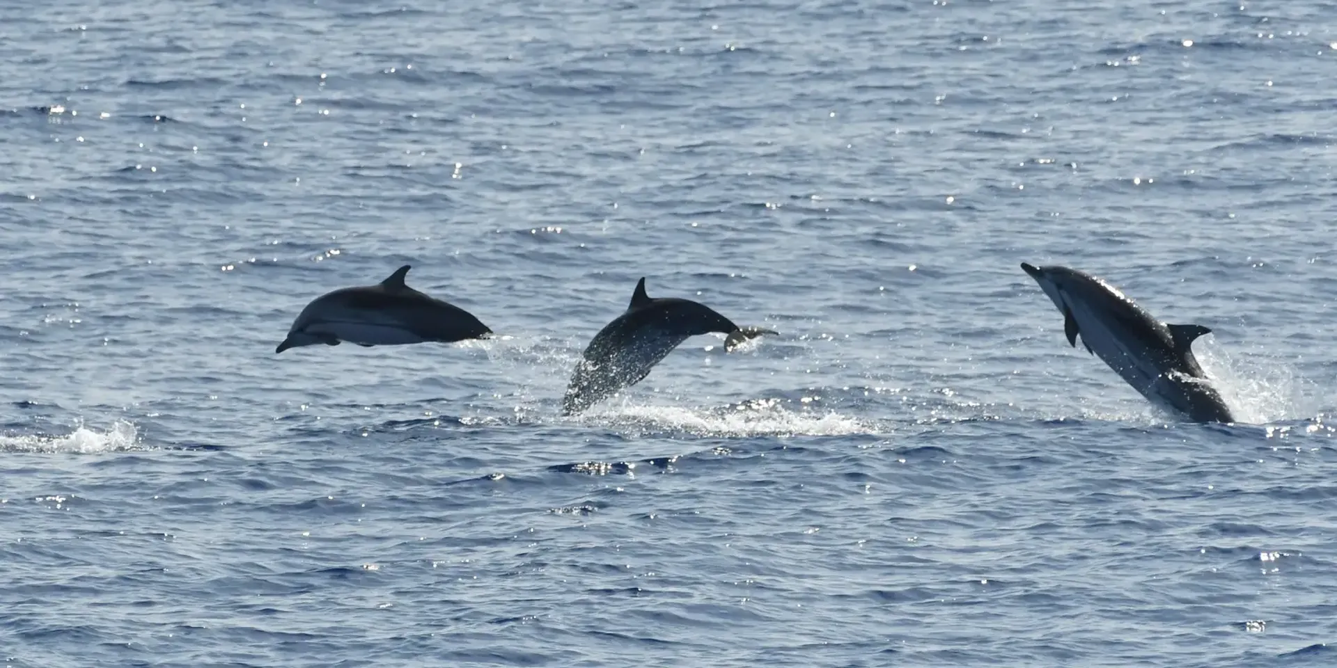 drie gestreepte dolfijnen springen uit het water in de Grote Oceaan nabij de Marianen
