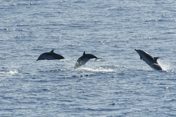 drie gestreepte dolfijnen springen uit het water in de Grote Oceaan nabij de Marianen