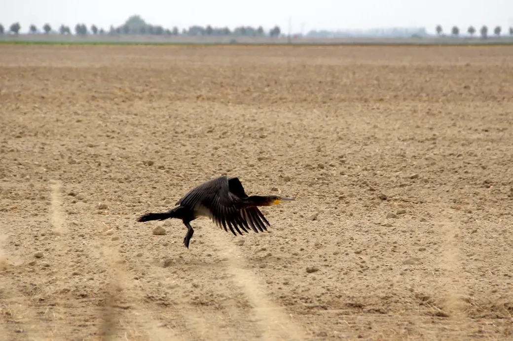 Een vogel vliegt laag over een gortdroge akker