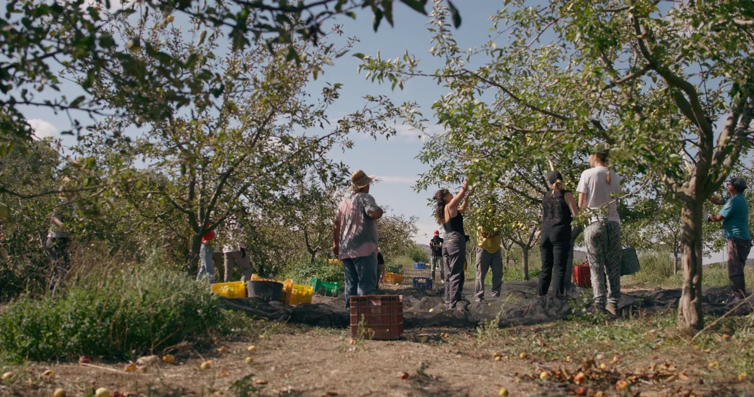 fruitplukkers in een boomgaard