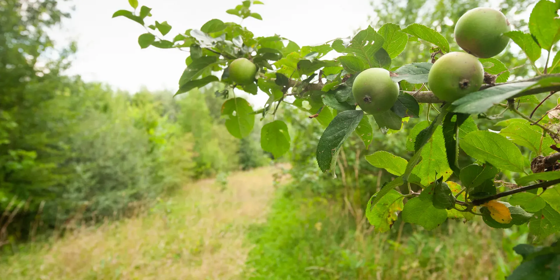 agriwilding