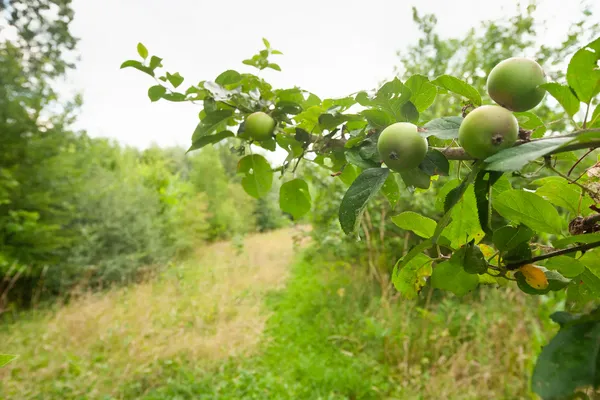 agriwilding
