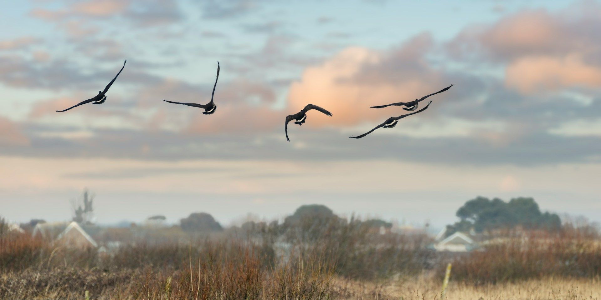 Five birds flying in a V formation over a rural landscape with fields and scattered houses, under a cloudy sky at sunset.