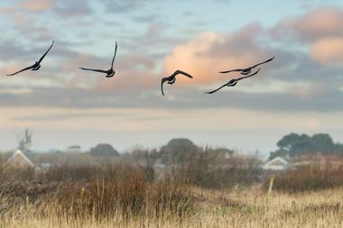 Five birds flying in a V formation over a rural landscape with fields and scattered houses, under a cloudy sky at sunset.