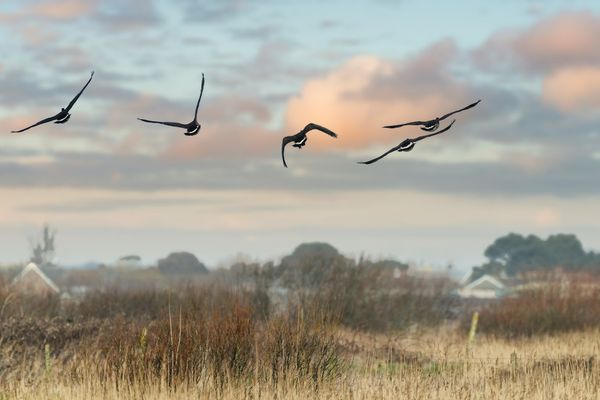 Five birds flying in a V formation over a rural landscape with fields and scattered houses, under a cloudy sky at sunset.