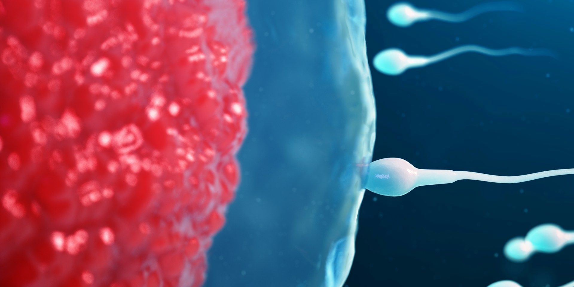 sperma vruchtbaarheid