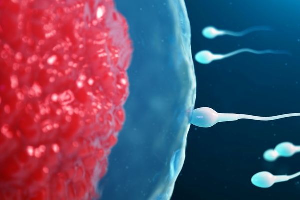 sperma vruchtbaarheid