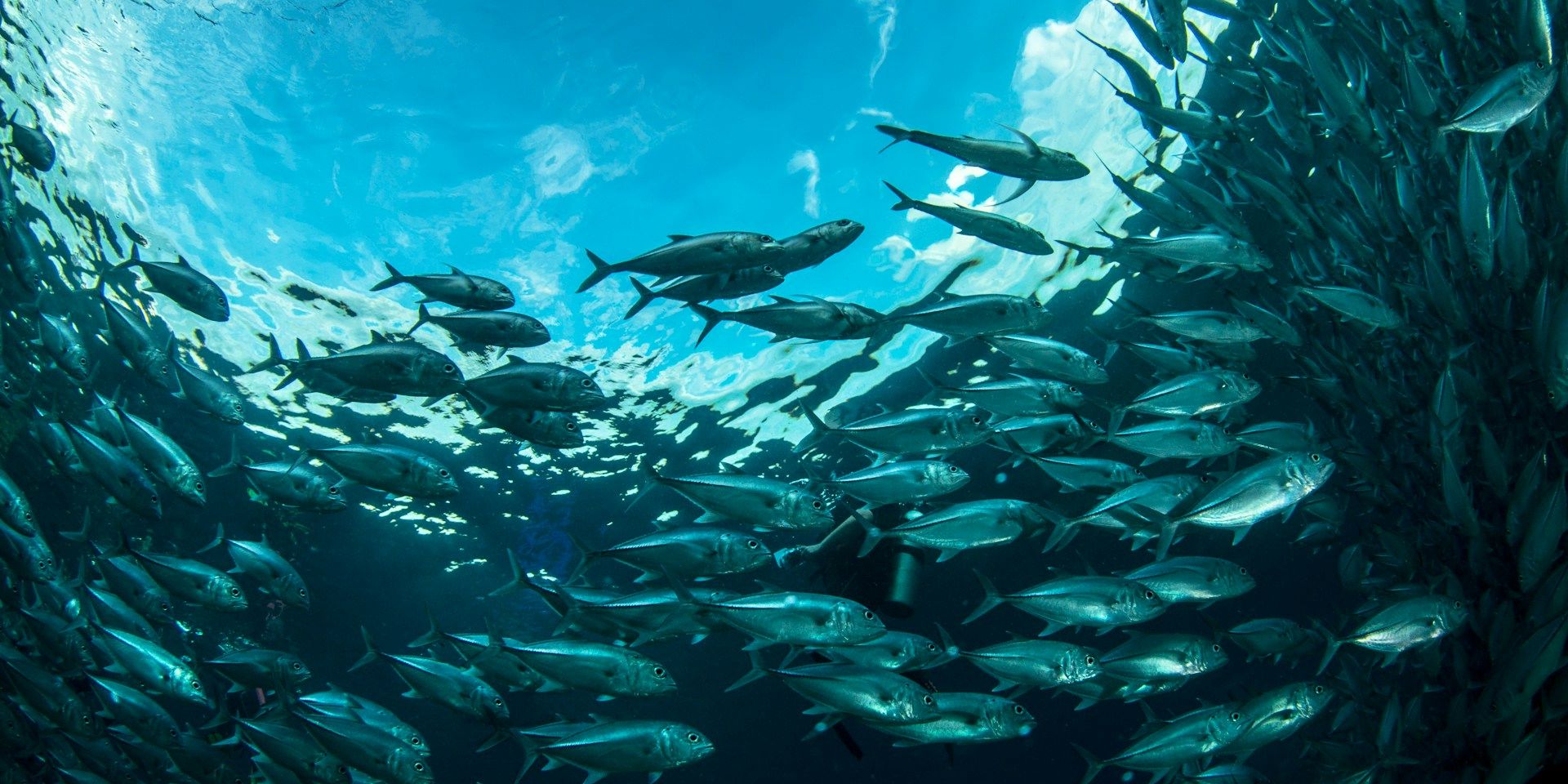 vissen oceanen opwarming klimaat