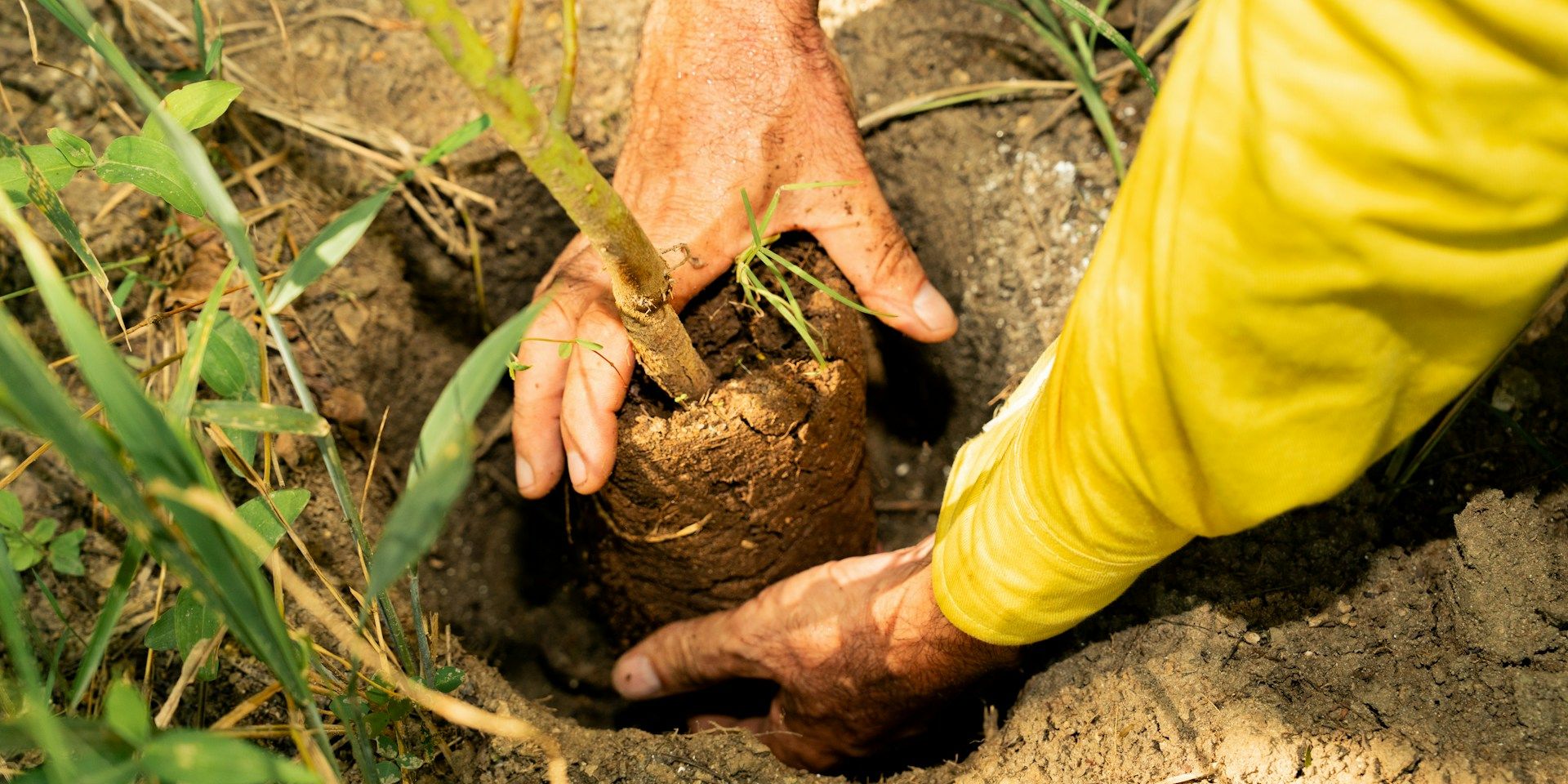 natuurherstel bos plant