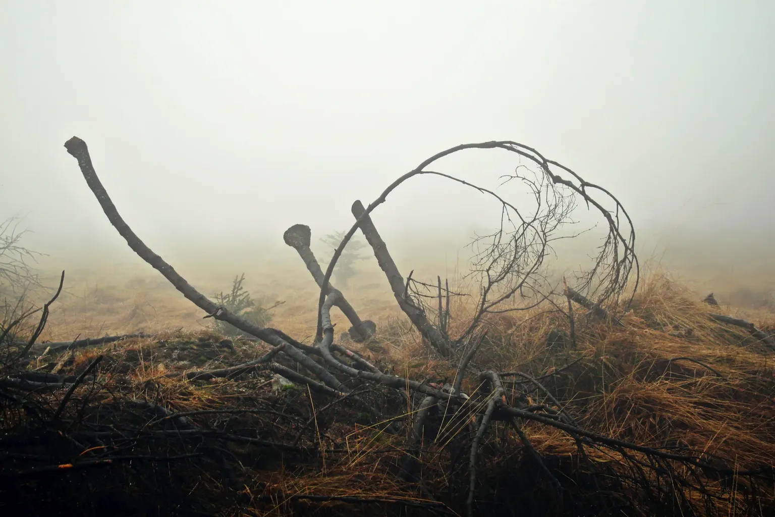 hoge venen in de mist