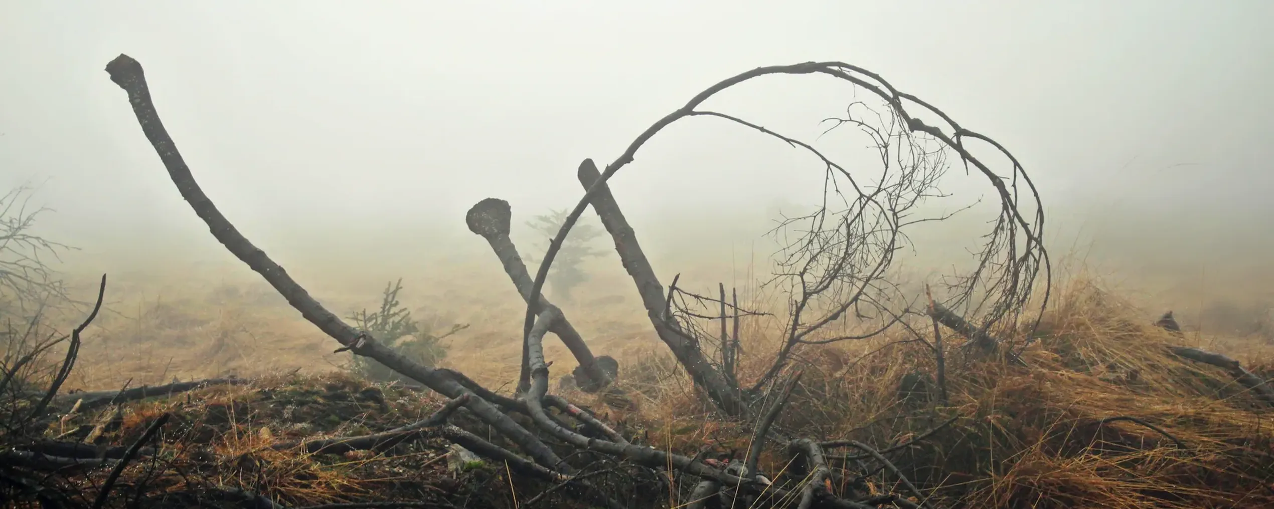 hoge venen in de mist