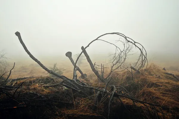 hoge venen in de mist