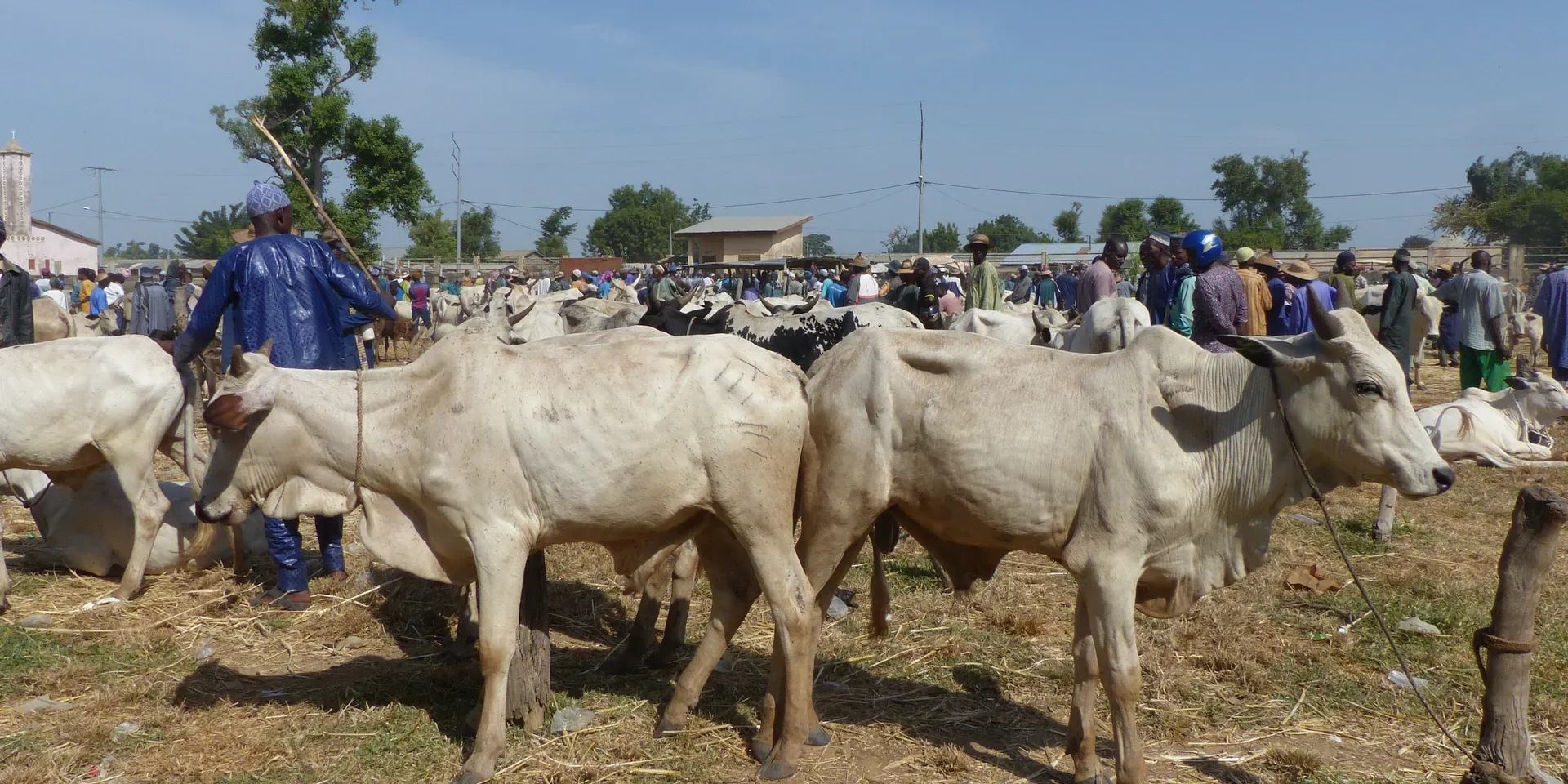koeien op een veemarkt in Mongo (Benin)