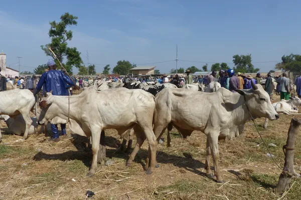 koeien op een veemarkt in Mongo (Benin)