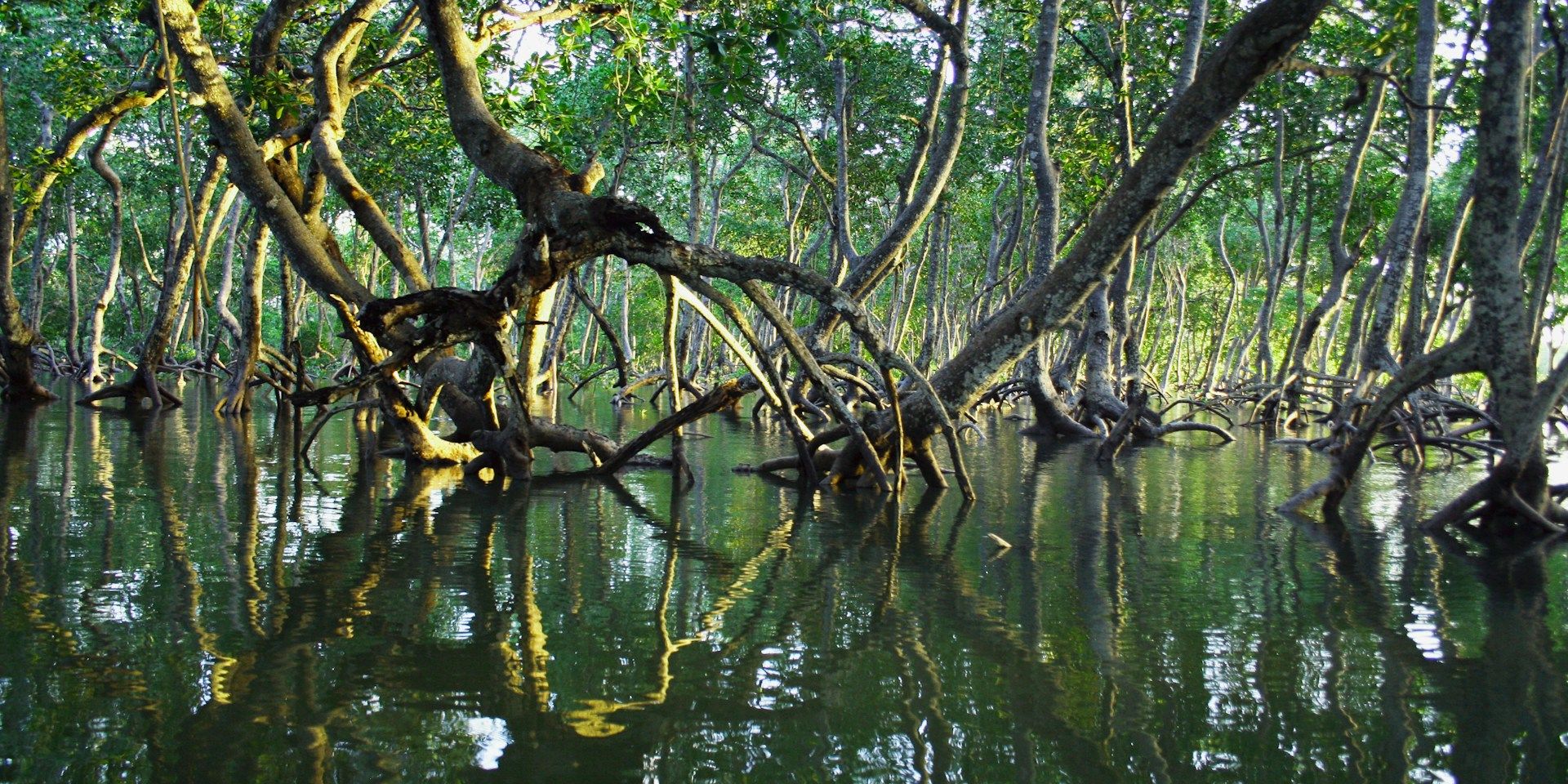 Mangrovebossen rukken op naar het noorden